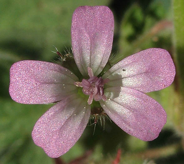 Detailed Picture 1 of Roundleaf Geranium