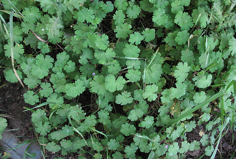 Detailed Picture 7 of Roundleaf Geranium