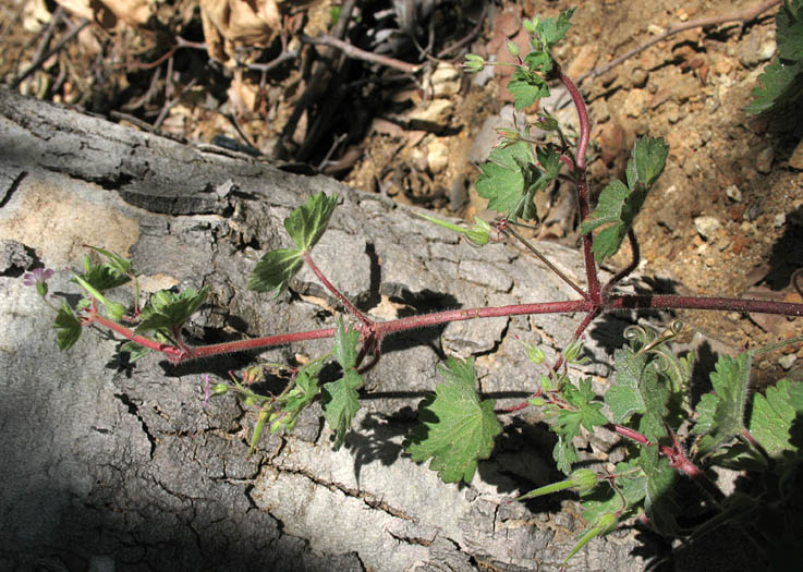 Detailed Picture 5 of Roundleaf Geranium