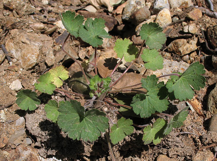 Detailed Picture 6 of Roundleaf Geranium