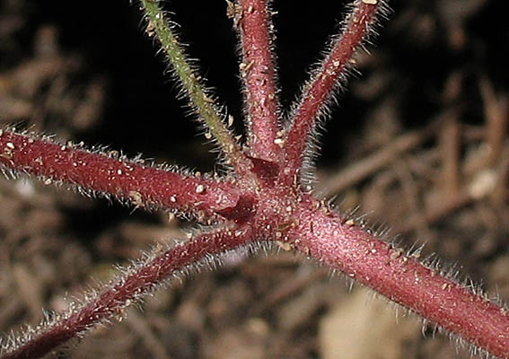 Detailed Picture 8 of Roundleaf Geranium
