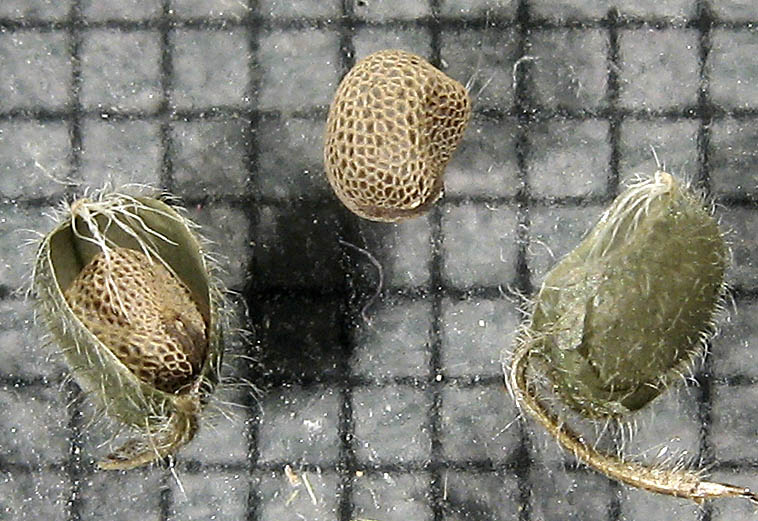 Detailed Picture 10 of Roundleaf Geranium