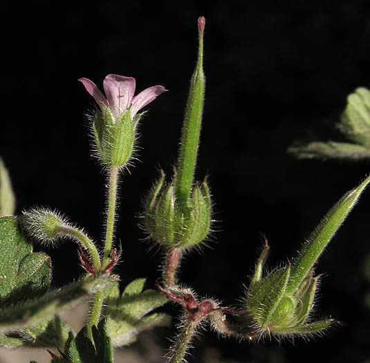 Detailed Picture 3 of Roundleaf Geranium