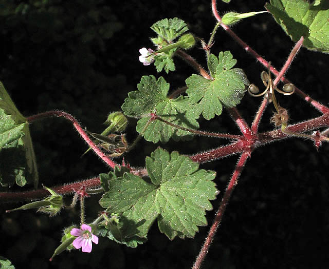 Detailed Picture 4 of Roundleaf Geranium