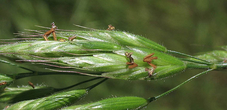Detailed Picture 2 of Soft Brome