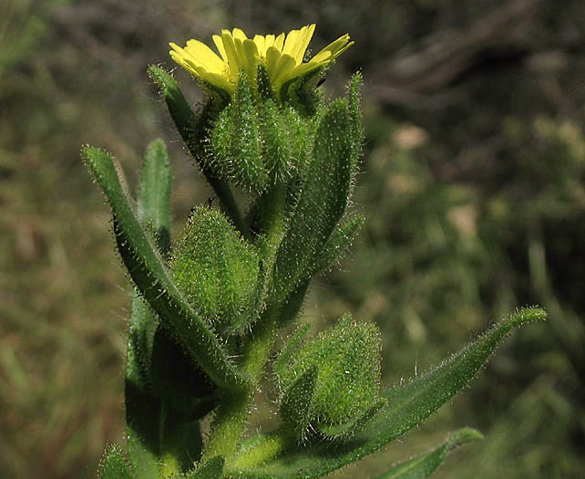 Detailed Picture 3 of Sticky Madia