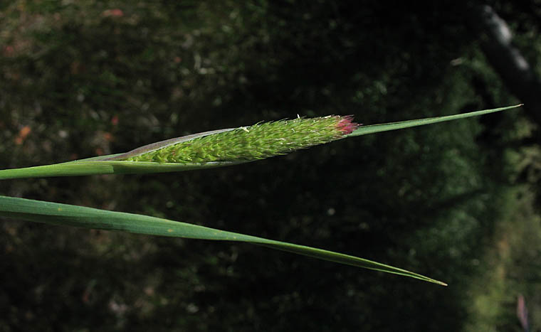 Detailed Picture 3 of Hooded Canarygrass
