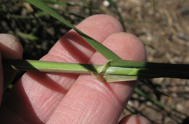 Detailed Picture 8 of Hooded Canarygrass