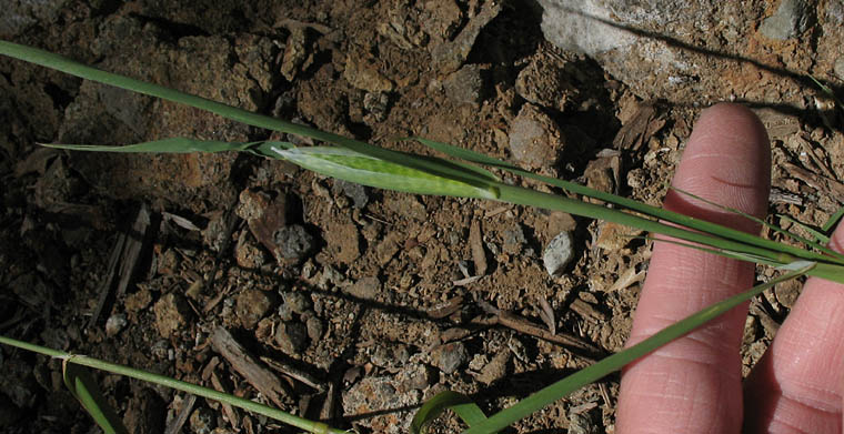 Detailed Picture 4 of Hooded Canarygrass