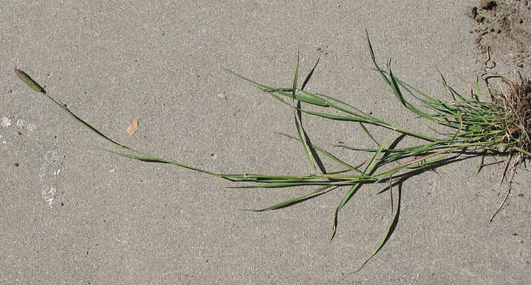 Detailed Picture 7 of Hooded Canarygrass