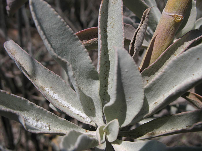 Detailed Picture 6 of White Sage