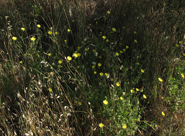 Detailed Picture 6 of Prickly Goldenfleece