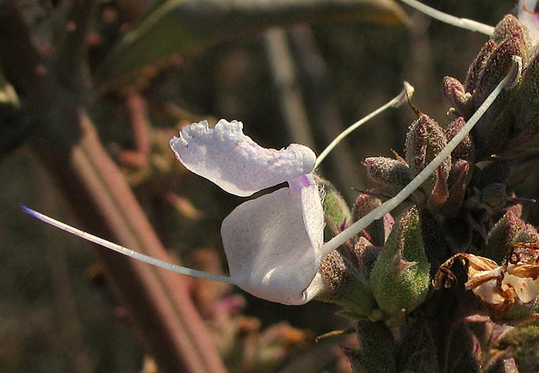 Detailed Picture 1 of White Sage