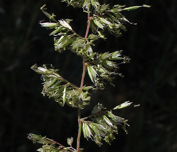 Detailed Picture 3 of Prairie Junegrass