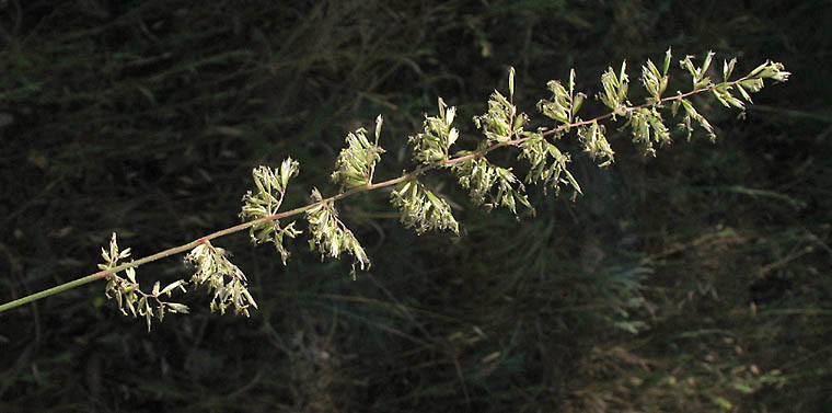 Detailed Picture 4 of Prairie Junegrass