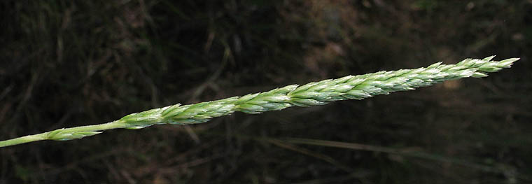 Detailed Picture 5 of Prairie Junegrass