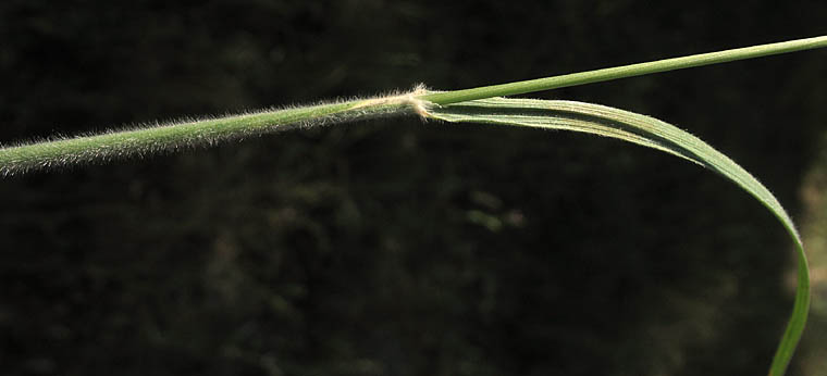 Detailed Picture 9 of Prairie Junegrass