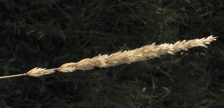 Detailed Picture 6 of Prairie Junegrass