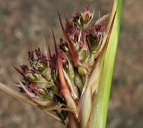 Detailed Picture 2 of Southwestern Spiny Rush