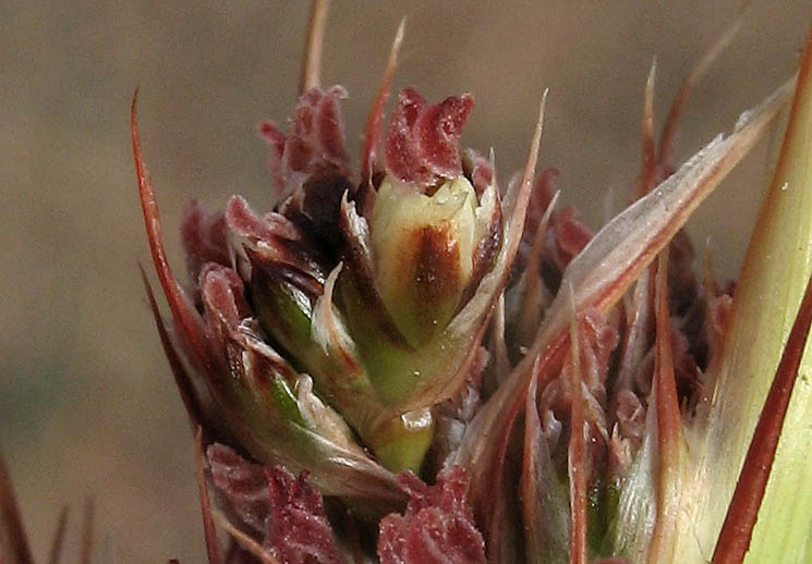 Detailed Picture 1 of Southwestern Spiny Rush