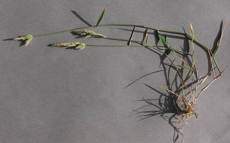 Detailed Picture 5 of Ditch Beardgrass