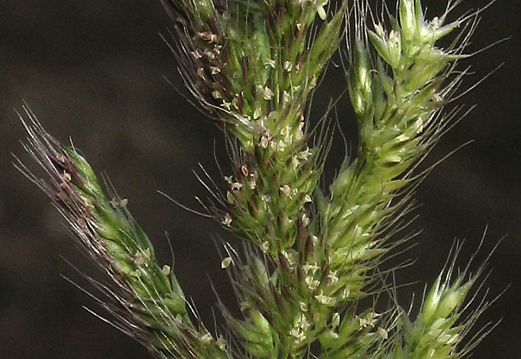 Detailed Picture 2 of Ditch Beardgrass
