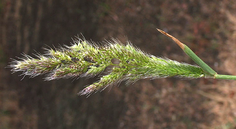 Detailed Picture 3 of Ditch Beardgrass
