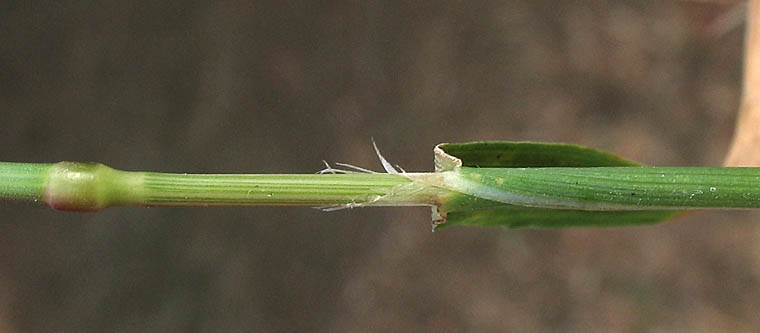 Detailed Picture 6 of Ditch Beardgrass