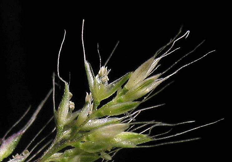 Detailed Picture 1 of Ditch Beardgrass