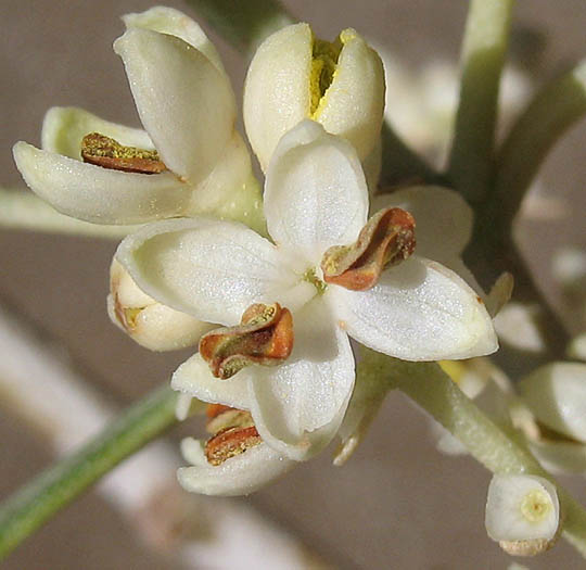 Detailed Picture 2 of Olive