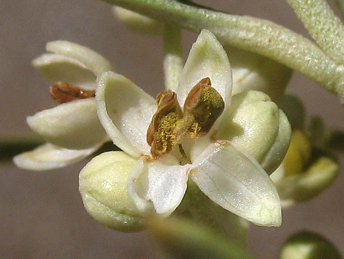 Detailed Picture 3 of Olive
