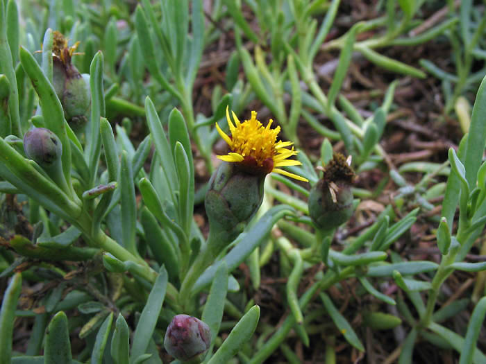Detailed Picture 4 of Marsh Jaumea