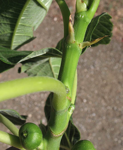 Detailed Picture 4 of Edible Fig