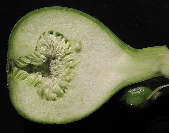 Detailed Picture 2 of Edible Fig