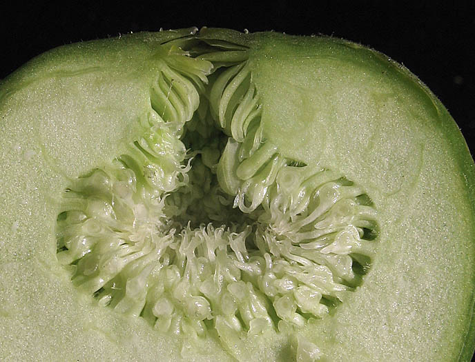 Detailed Picture 3 of Edible Fig