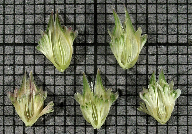 Detailed Picture 9 of Hooded Canarygrass