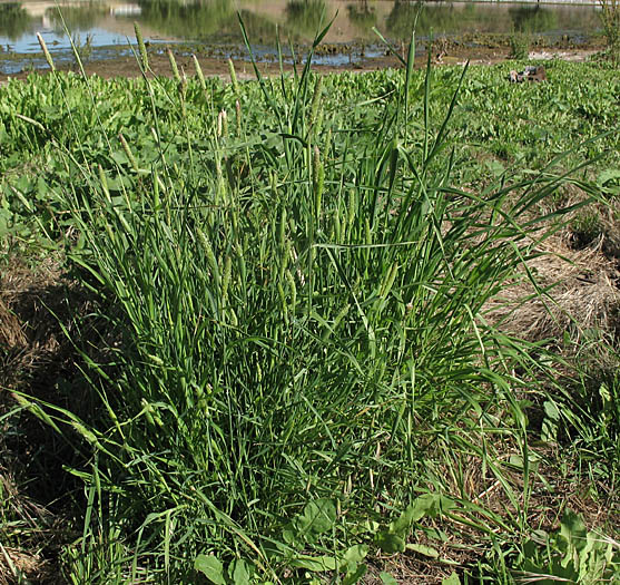 Detailed Picture 6 of Hooded Canarygrass