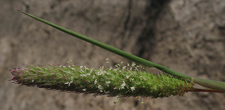 Detailed Picture 1 of Hooded Canarygrass