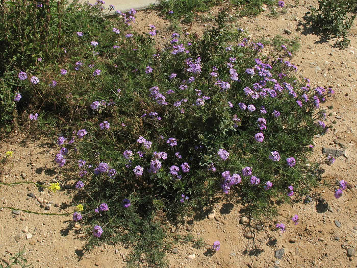 Detailed Picture 6 of Moss Verbena