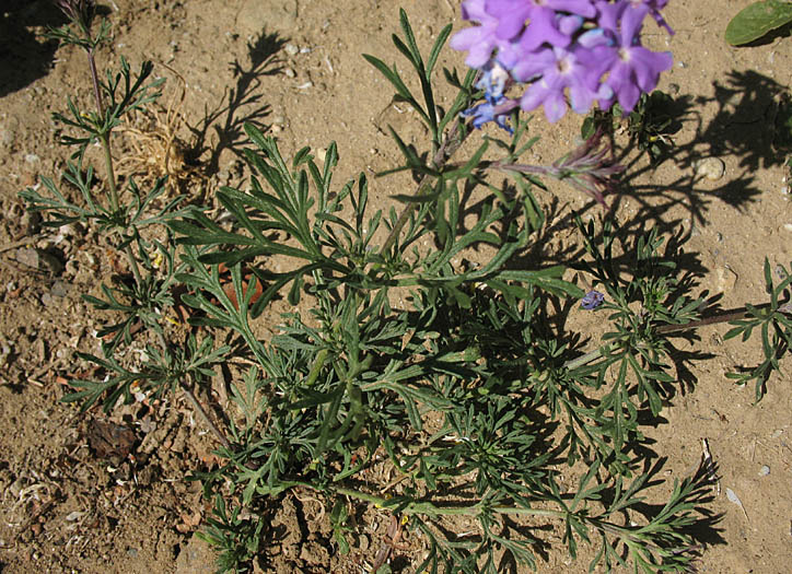 Detailed Picture 5 of Moss Verbena