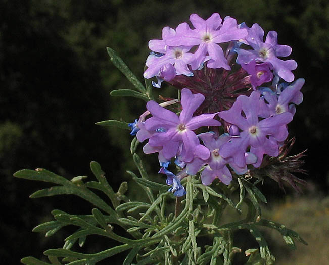Detailed Picture 2 of Moss Verbena