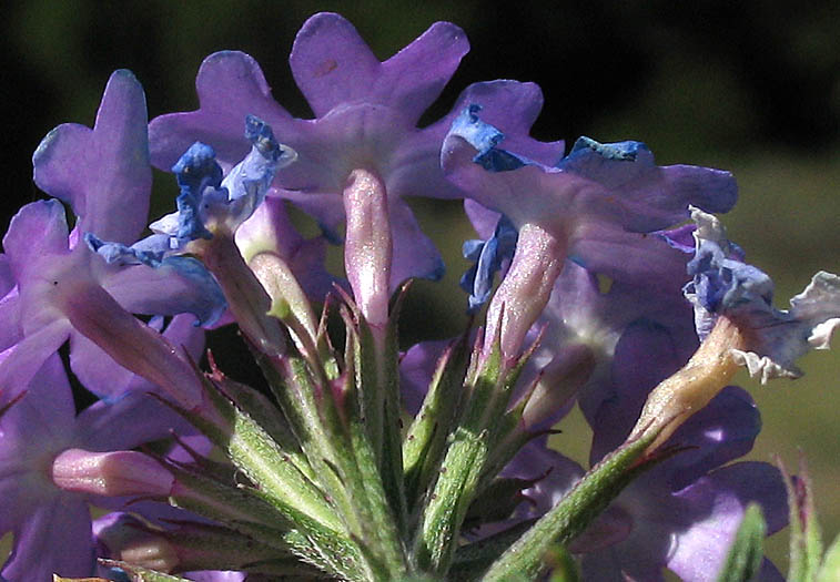 Detailed Picture 3 of Moss Verbena