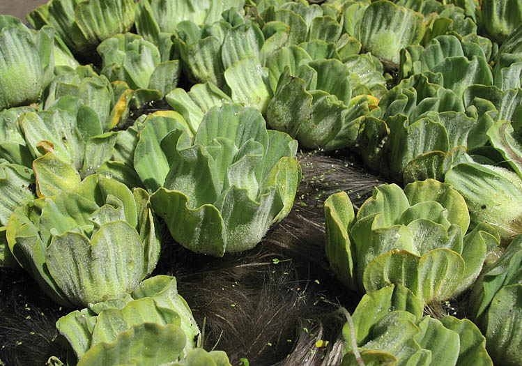 Detailed Picture 6 of Water Lettuce