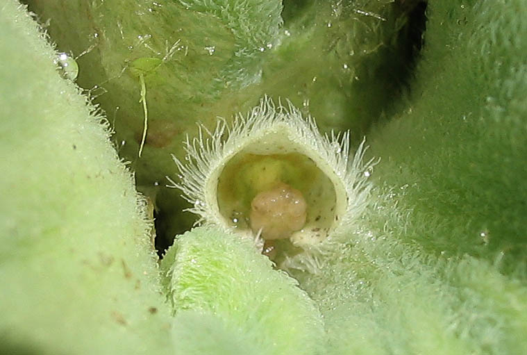 Detailed Picture 2 of Water Lettuce