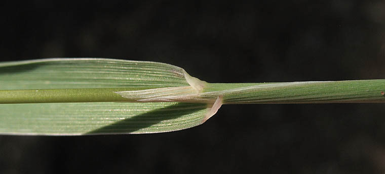 Detailed Picture 5 of Nit Grass
