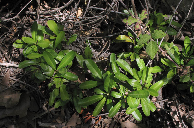 Detailed Picture 5 of Narrow-leaved Firethorn