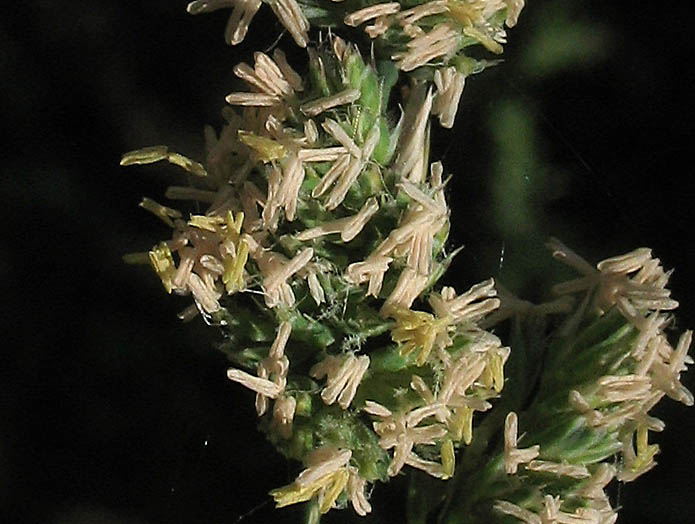 Detailed Picture 2 of Orchard Grass