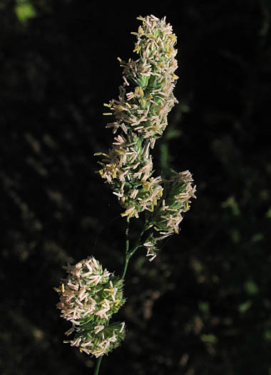 Detailed Picture 6 of Orchard Grass