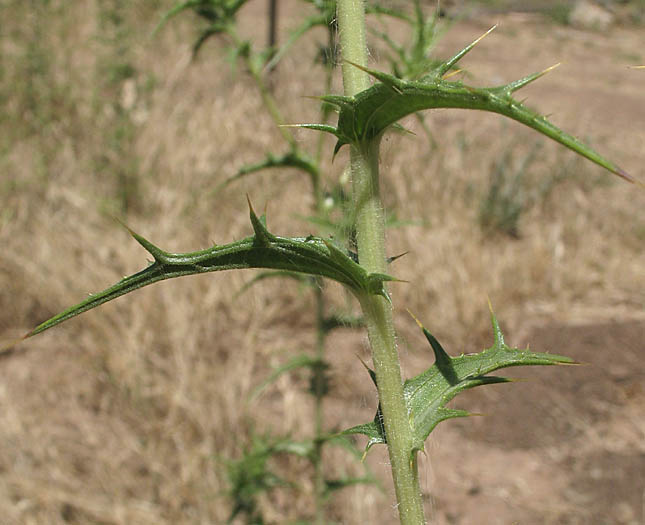 Detailed Picture 5 of Woolly Distaff Thistle