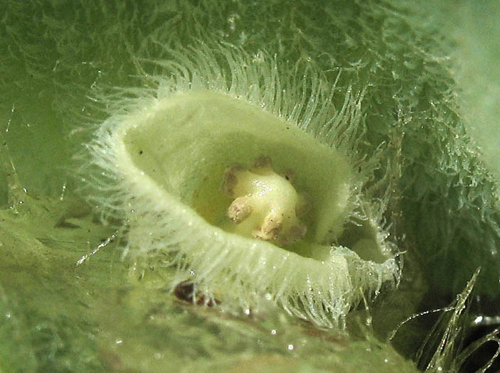 Detailed Picture 1 of Water Lettuce